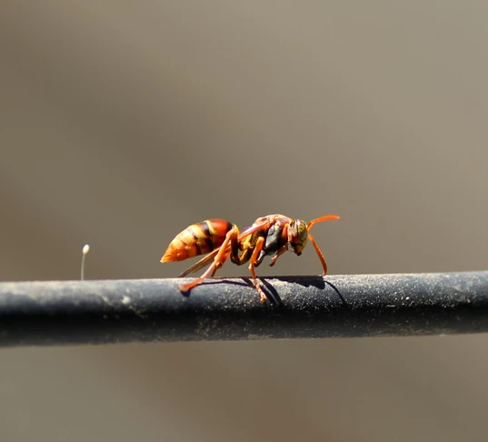  Common Paper Wasp (Polistes variabilis)