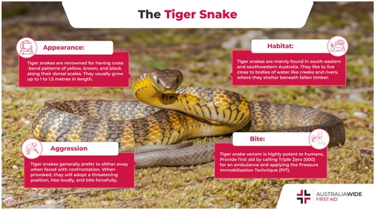 Infographic about the Tiger snake