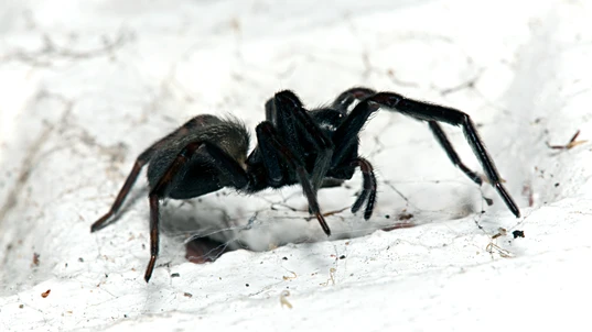 A Black House Spider Against a White Background