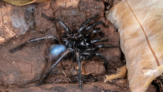 A black mouse spider among leaf litter and mud