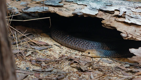 A brown snake hiding beneath a piece of wood