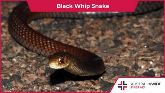 A Lesser black whip snake
