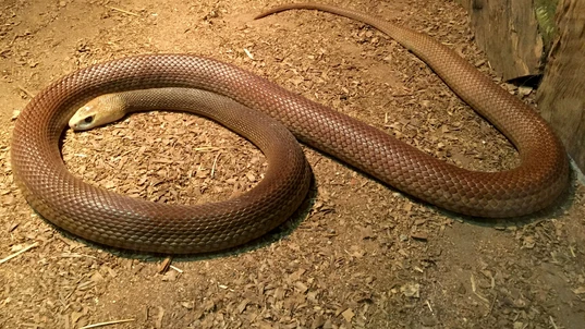 A light brown Coastal Taipan snake lying on dirt 