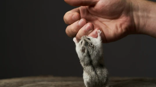 A small grey hamster standing on its legs and biting somebody's hand 