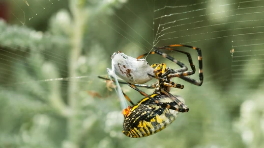 A yellow and black spider in a web eating trapped prey