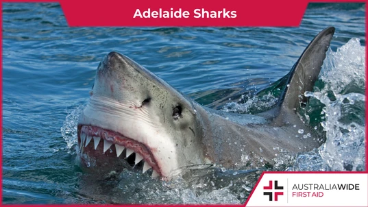 Adelaide Sharks