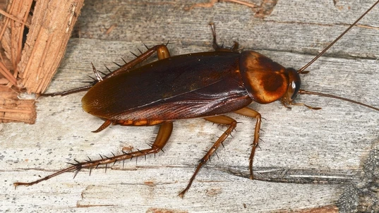 An American cockroach sitting on a piece of wood