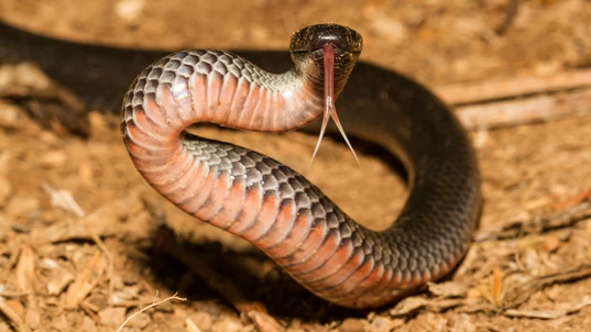 An Eastern Small Eyed Snake