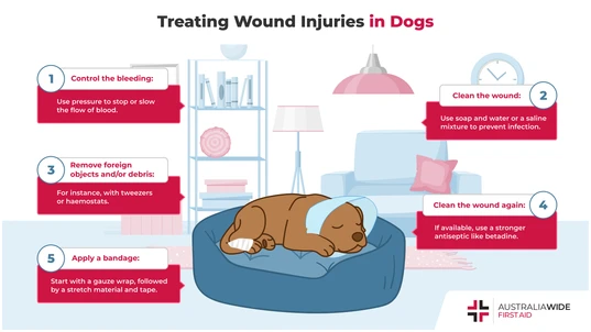 An infographic about how to treat wounds in dogs