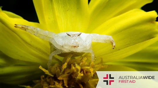 White Australian crab spider sitting in a flower