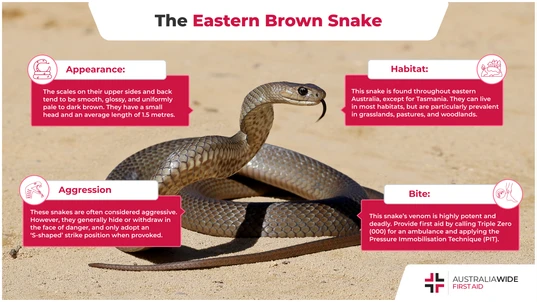 Infographic about Australian Eastern Brown Snake 
