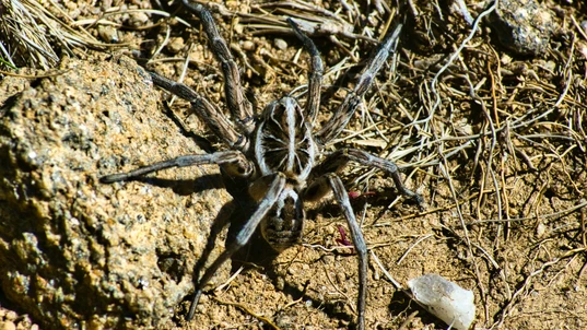 Australian wolf spider