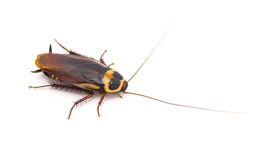 An Australian cockroach against a white background