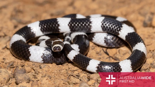 A Bandy Bandy snake coiled on a dirt floor