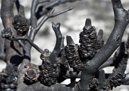 Open seed follicles of Banksia serrata cones on a burnt tree branch following a bushfire in Sydney woodland, NSW, Australia