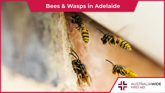Bees and Wasps in Adelaide