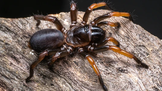 Big dark brown spider with light brown legs sitting on rock