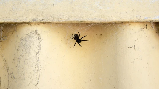 Black House Spider Hanging Upside Down in a Web