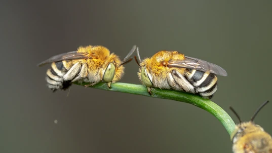 Blu Banded Bee