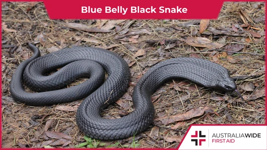 Blue Belly Black Snake