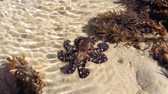Blue ringed octopus sitting in shallow water