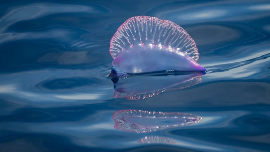 Bluebottle jellyfish floating in the sea