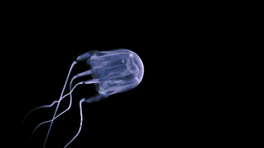 Box jellyfish deep underwater 