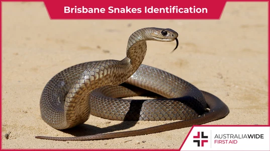 Brisbane Snakes Identification