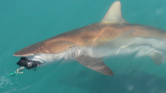 Bronze whaler shark