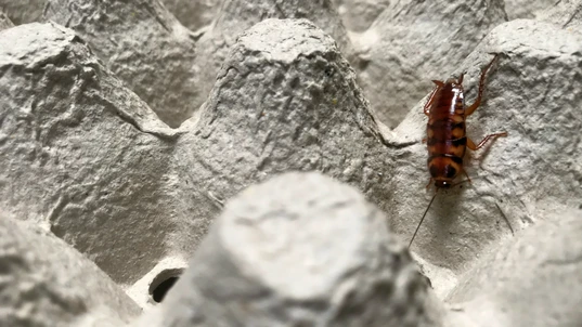 A Brown banded cockroach in an empty egg carton