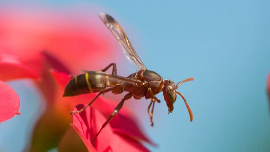 Brown Paper Wasp (Polistes)