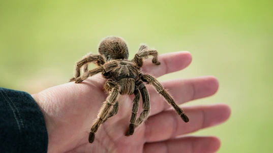 Brown Tarantula Sitting on a Person's Hand