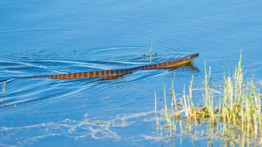 A Brown Tiger Snake Swimming Across Water