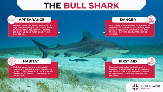 Infographic about Bull sharks