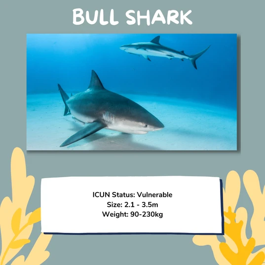 Bull shark facts