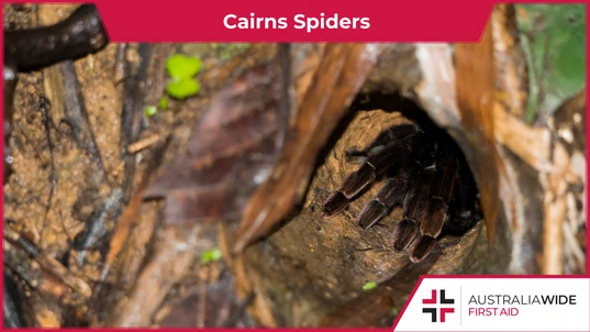 Cairns Spiders