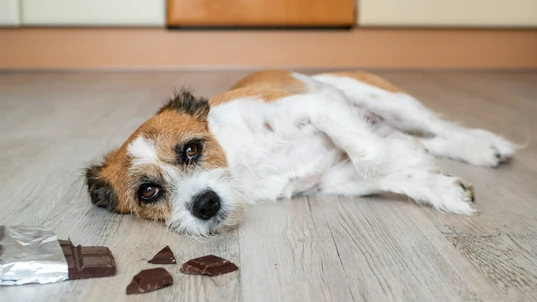 A brown and white dog lying on the floor next to pieces of chocolate