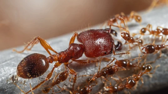 Coastal Brown Ant Big Headed Ant