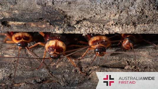 Cockroaches hiding in a wall crevice