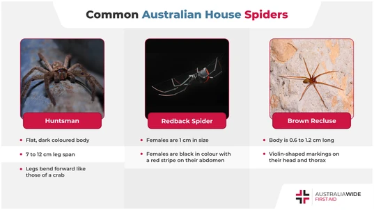 Infographic About Common Australian House Spiders