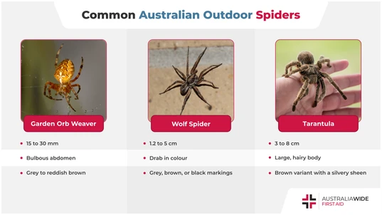 Infographic about Common Australian Outdoor Spiders