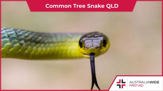 Common Tree Snake QLD