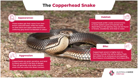 Infographic about the Copperhead Snake