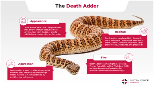Infographic about Death Adder