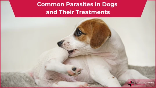 Dog Parasites article header