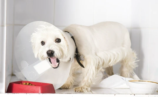 Dog with recovery cone trying to eat a meal