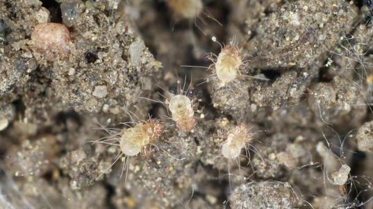 Dust mites shown through magnification
