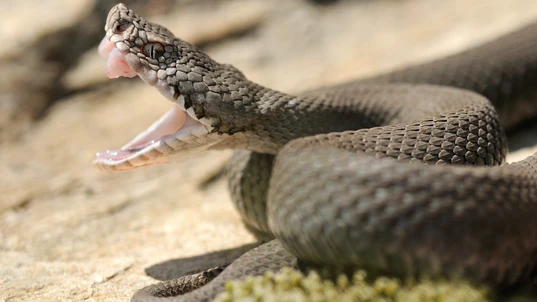 Australian Eastern Brown Snake