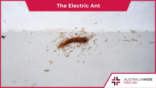 Infestation of Electric ants feeding on a dead insect