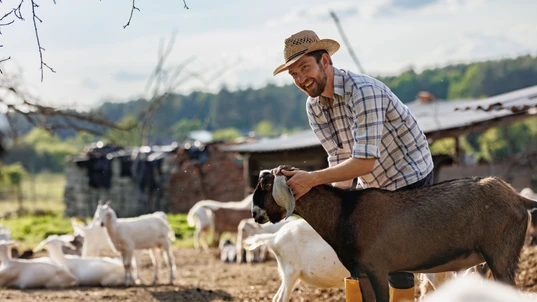 Farmer with goats